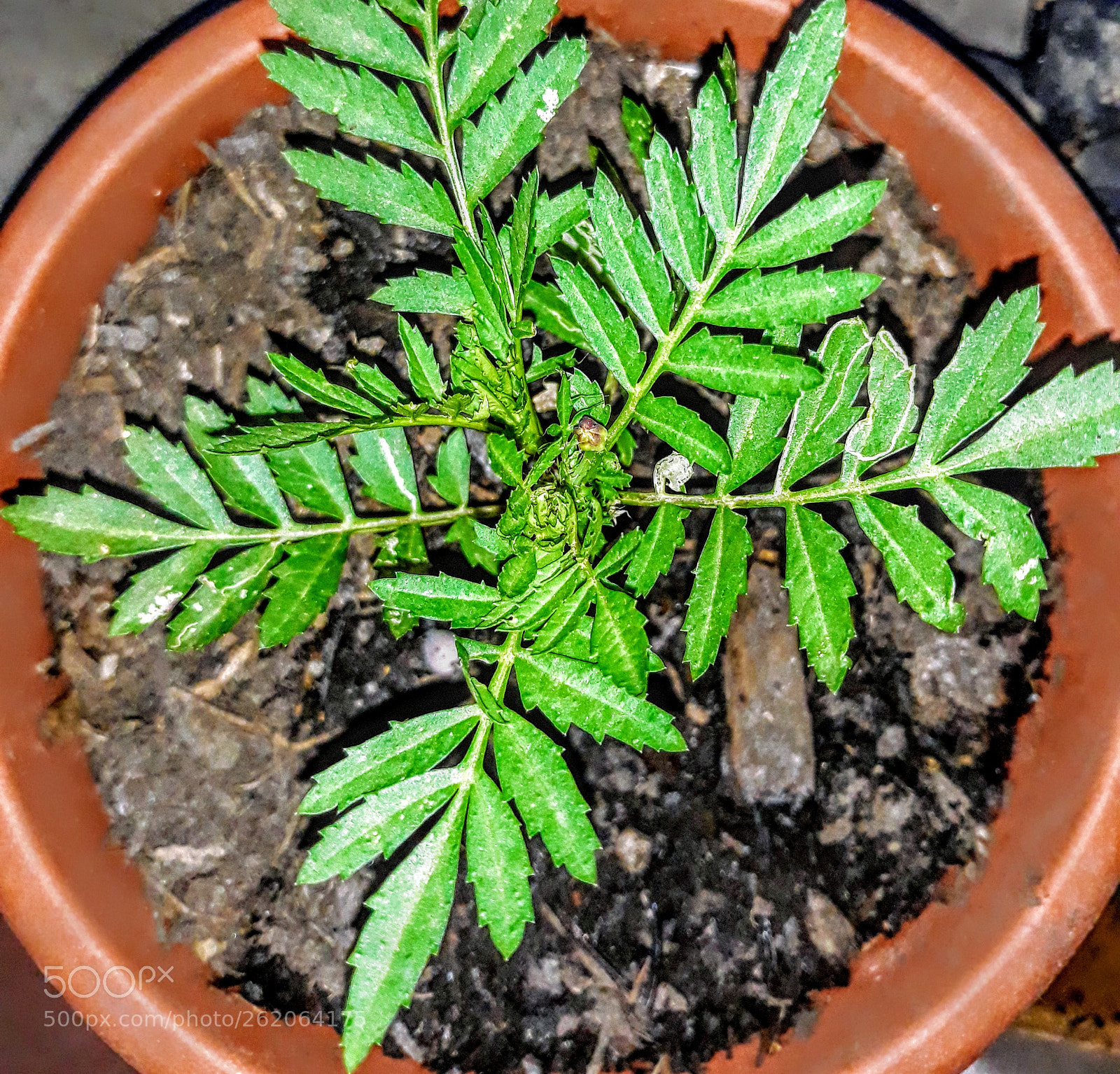 Samsung Galaxy J5 sample photo. Untitled photography