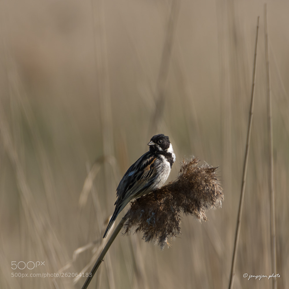 Pentax K-3 II sample photo. Reed bunting photography