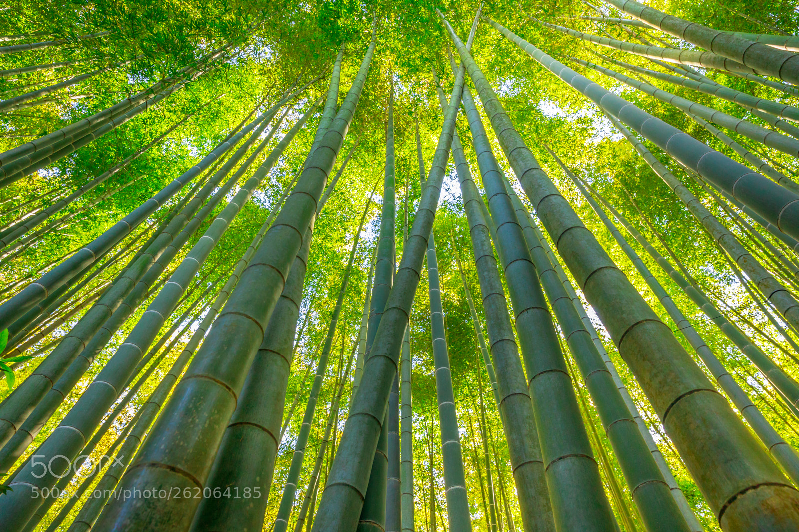 Canon EOS 5D Mark IV sample photo. Bamboo grove background photography