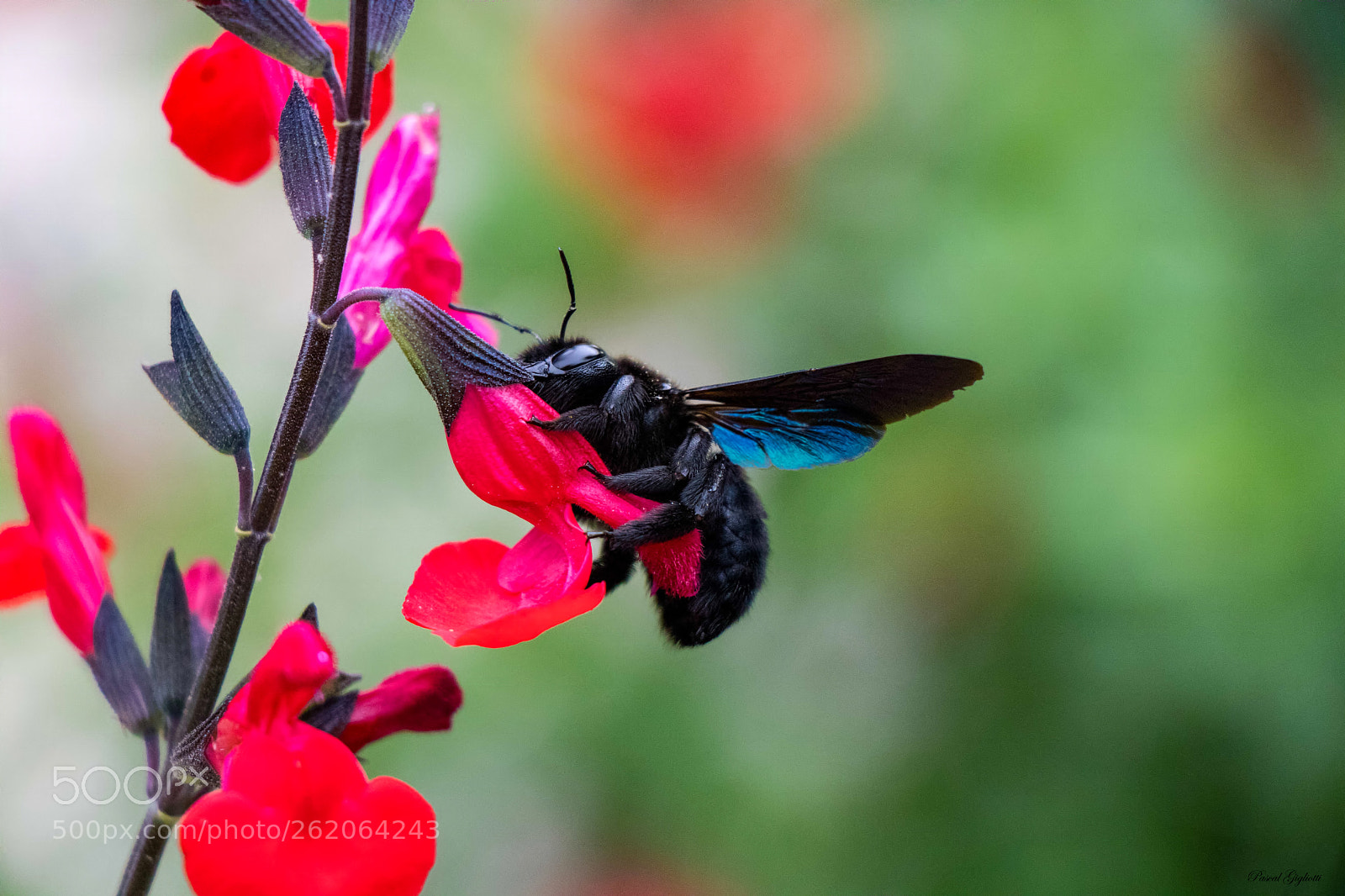 Canon EOS 80D sample photo. Xylocopa violacea photography