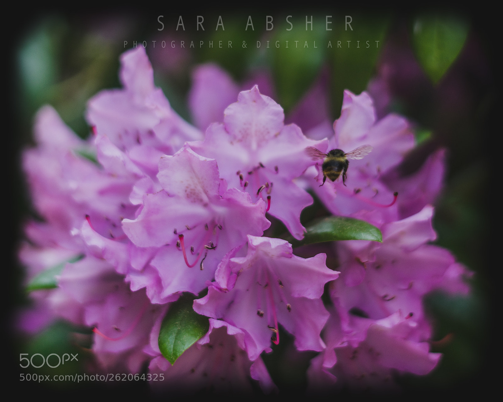 Sony a7 sample photo. Pollination photography