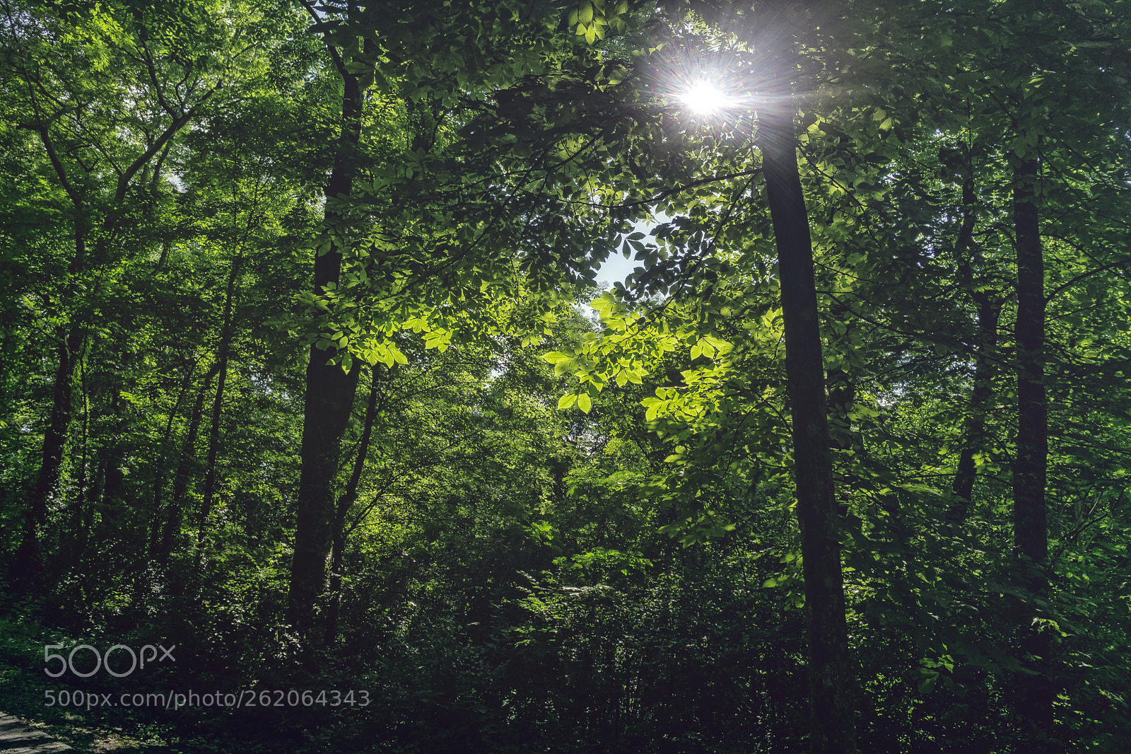 Sony a6000 sample photo. Sun-flared, 2018.06.02 photography