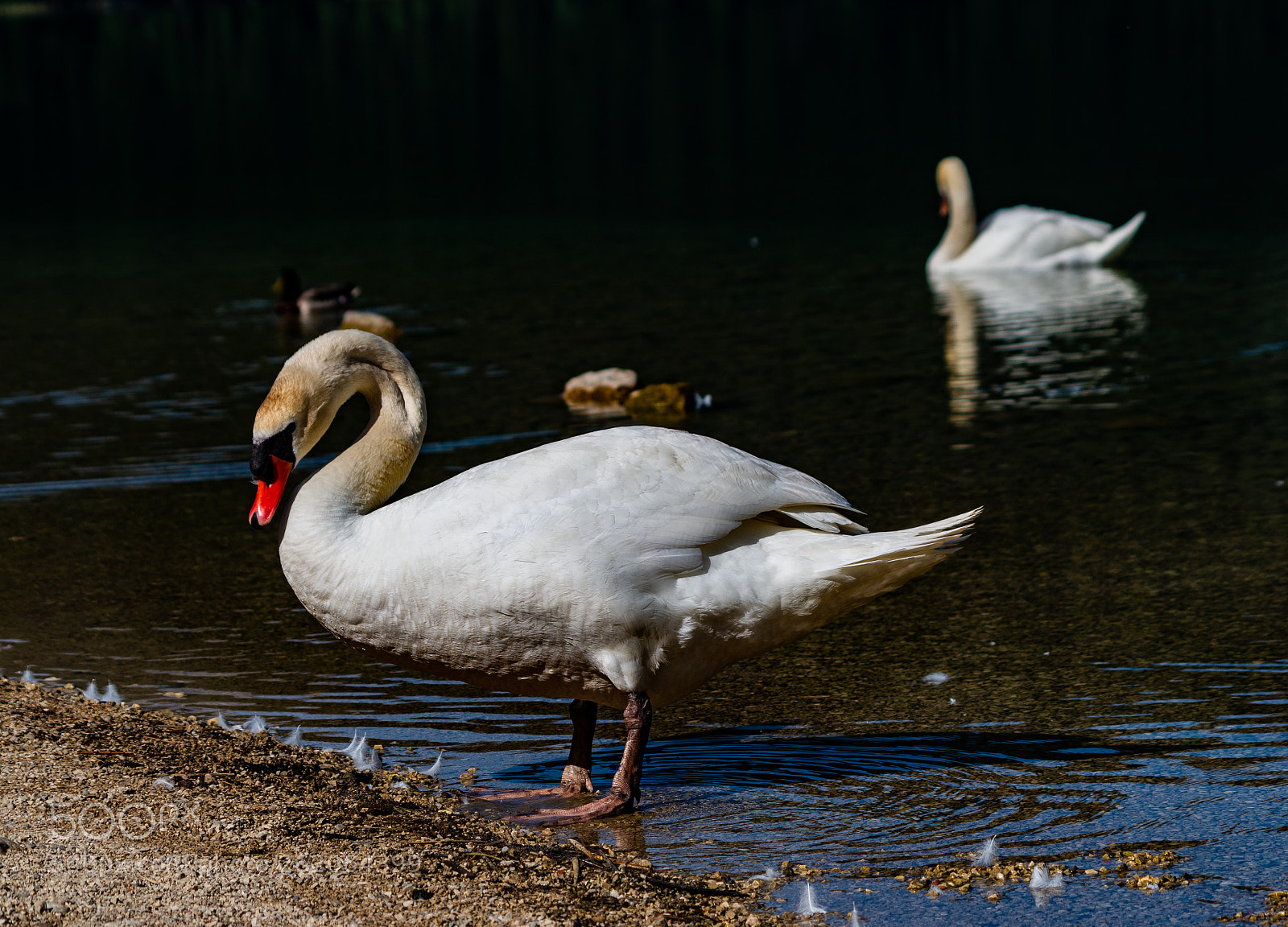 Pentax K-50 sample photo. Der schwan photography