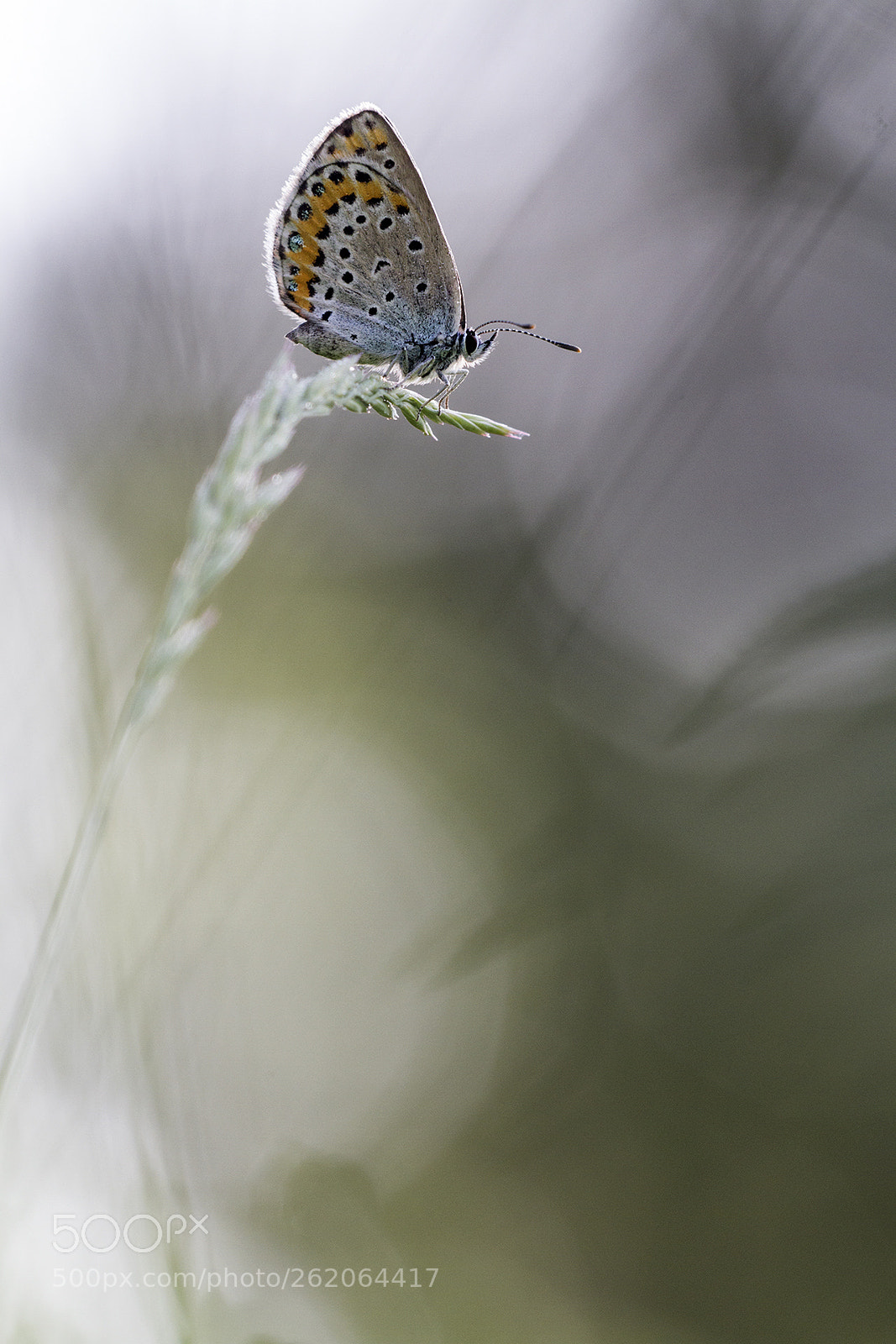 Canon EOS 7D sample photo. Papillon sur graminée photography