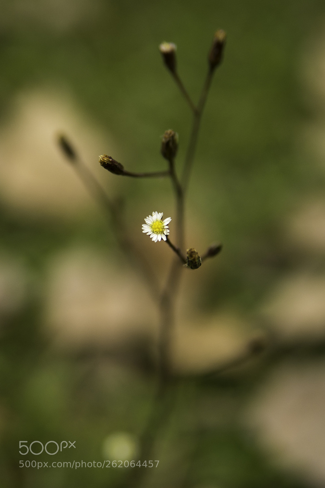 Sony a7 II sample photo. Nace una flor photography