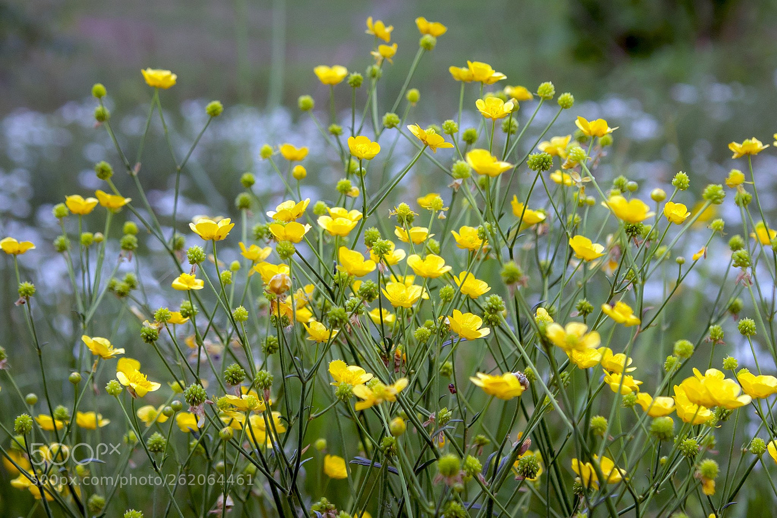 Nikon D7100 sample photo. Yellow flwers photography
