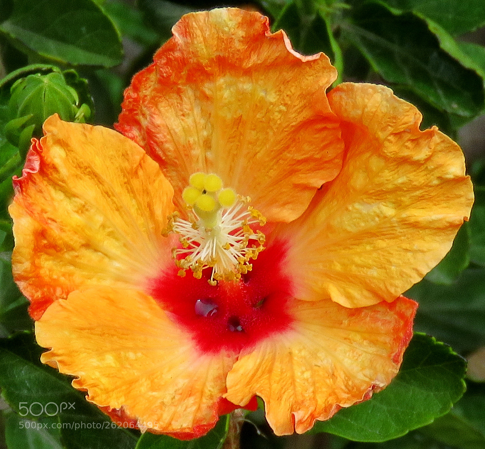 Canon PowerShot SX60 HS sample photo. A nice gold hibiscus photography
