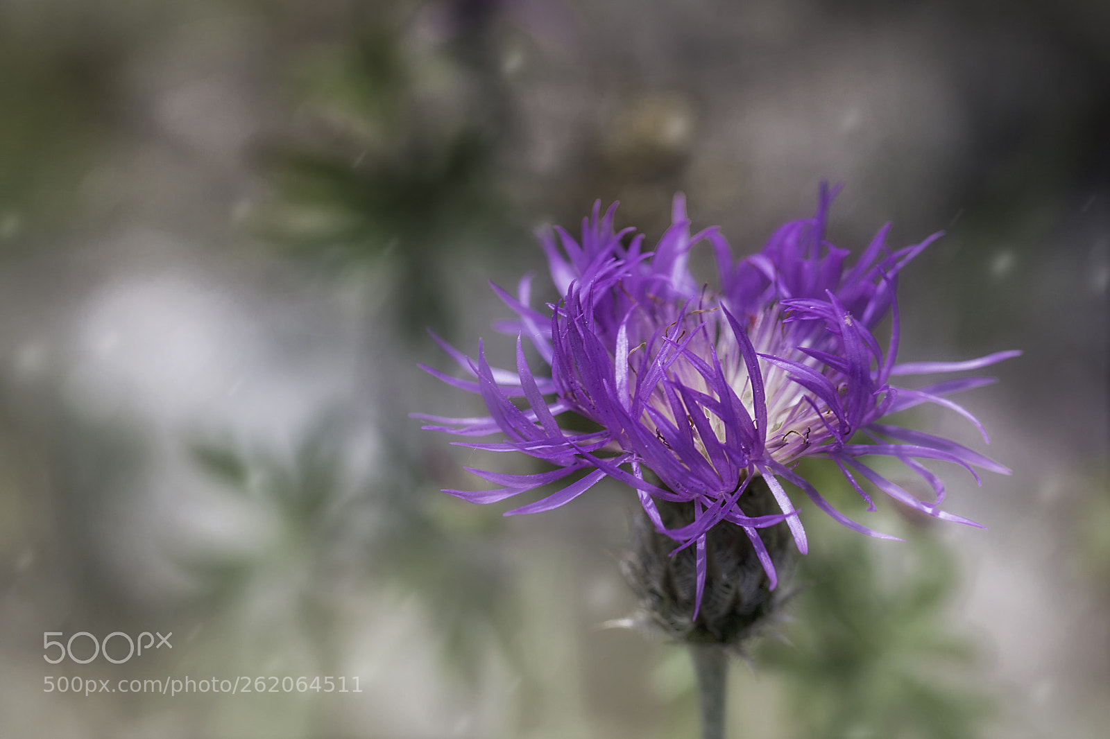 Canon EOS 6D Mark II sample photo. Img photography
