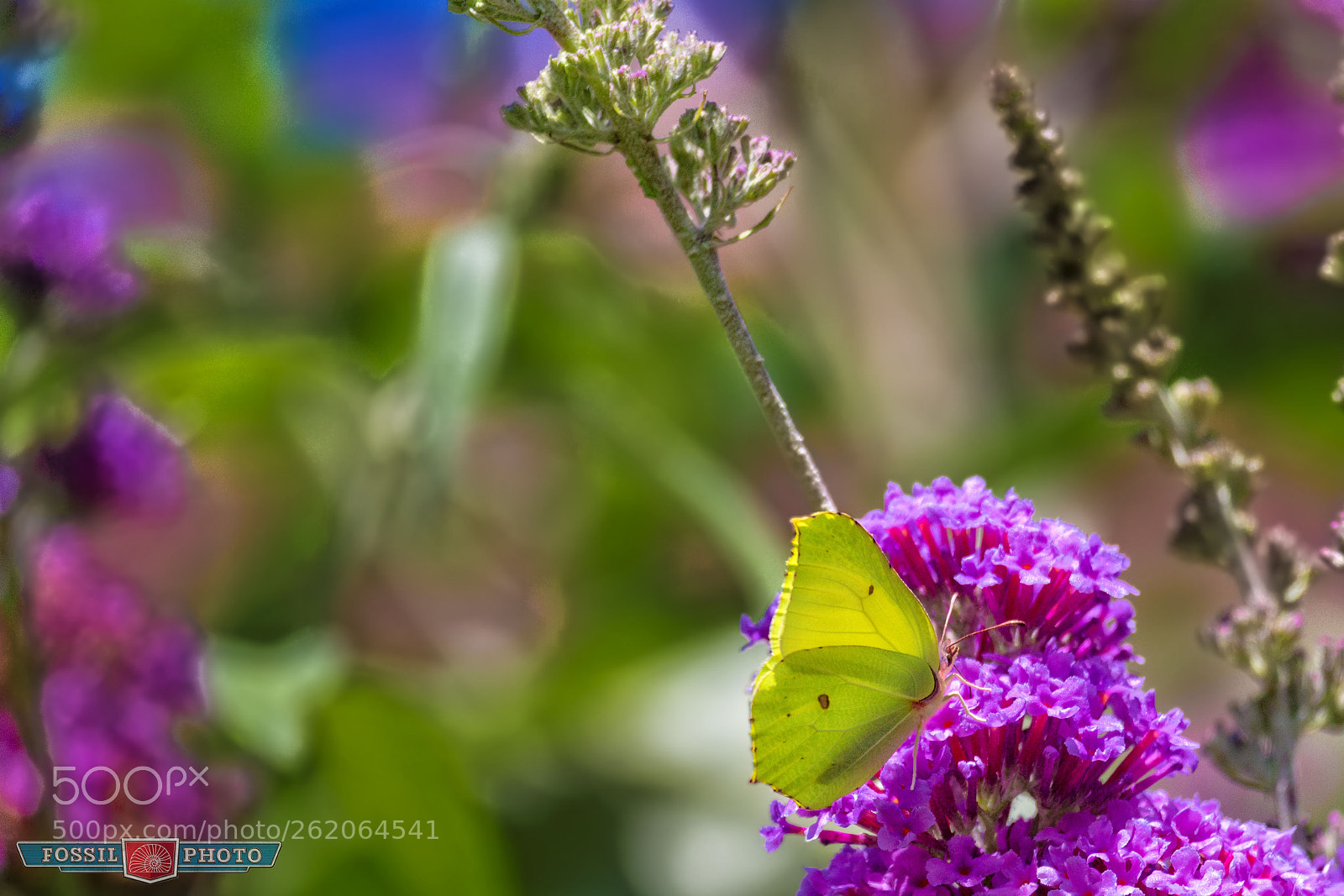 Canon EOS 700D (EOS Rebel T5i / EOS Kiss X7i) sample photo. My little world... photography