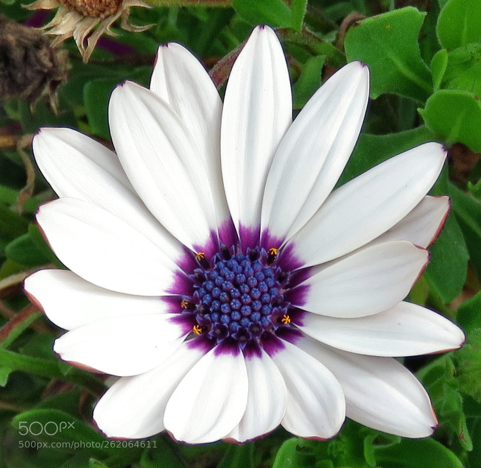 3.8 - 247.0 mm sample photo. A white and purple photography