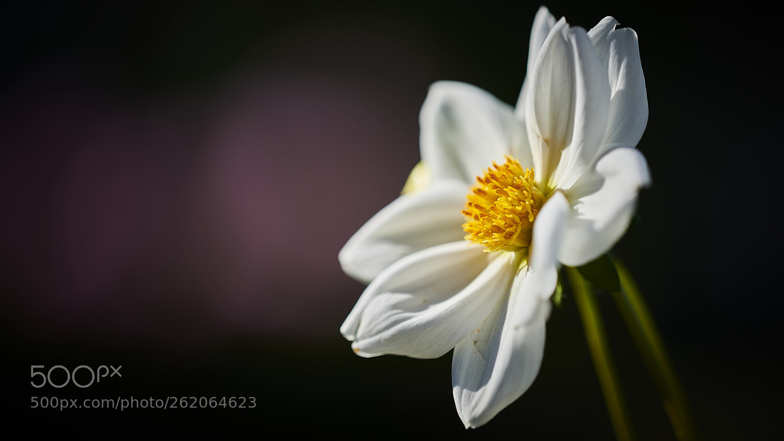 Nikon D850 sample photo. Sunlight attraction photography