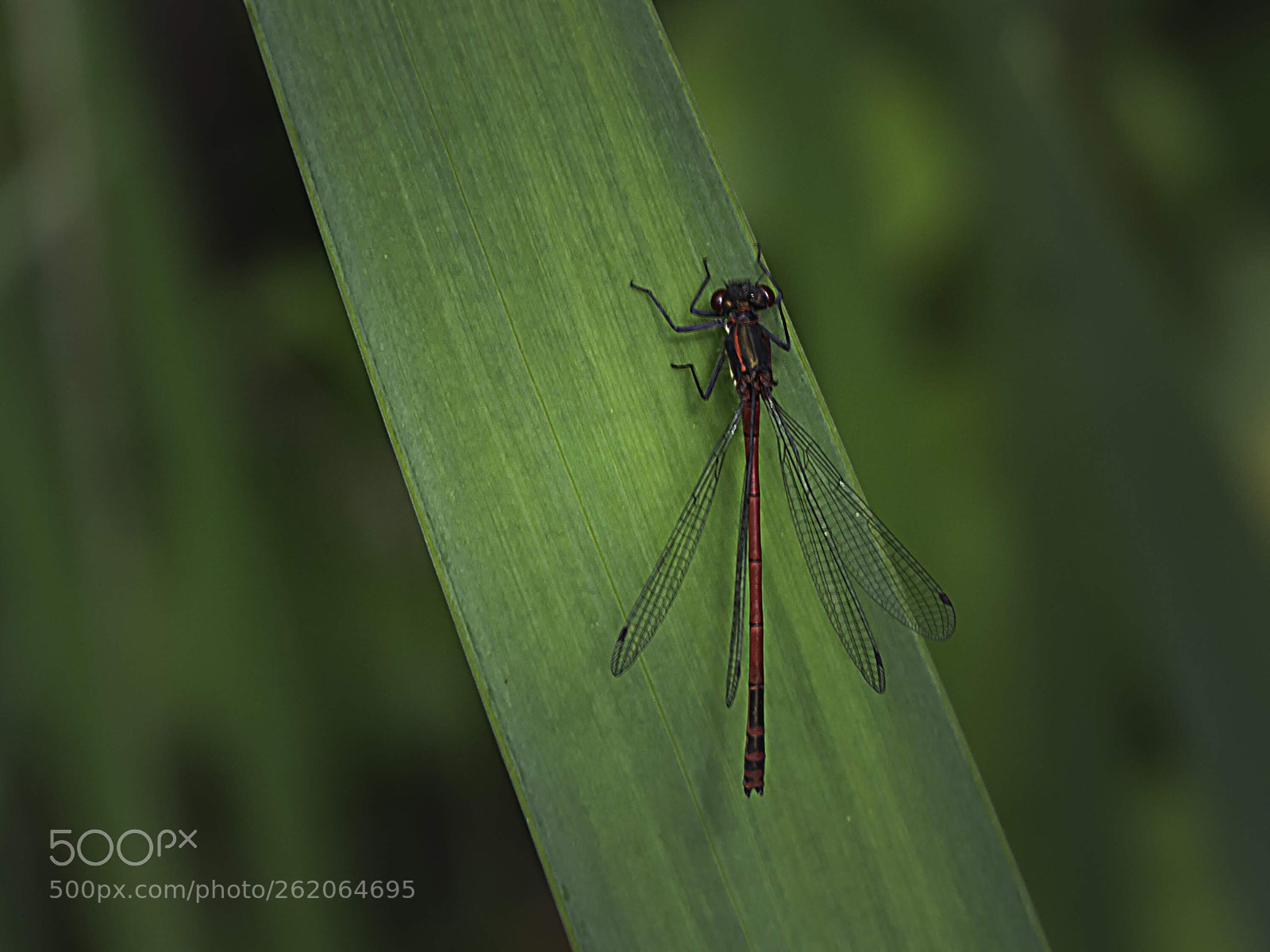 Nikon D7100 sample photo. Small red damselfly photography