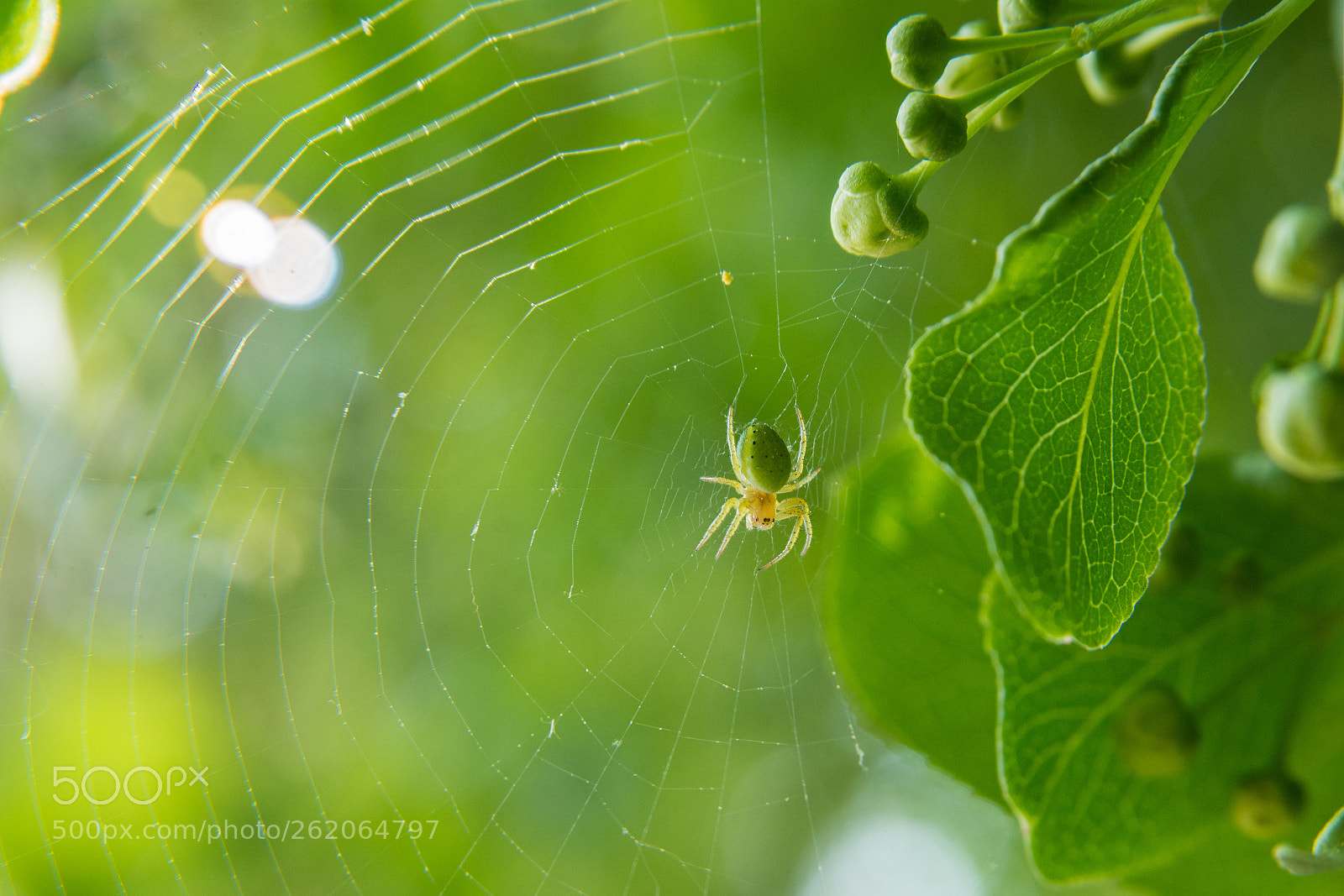 Nikon D7100 sample photo. Green photography