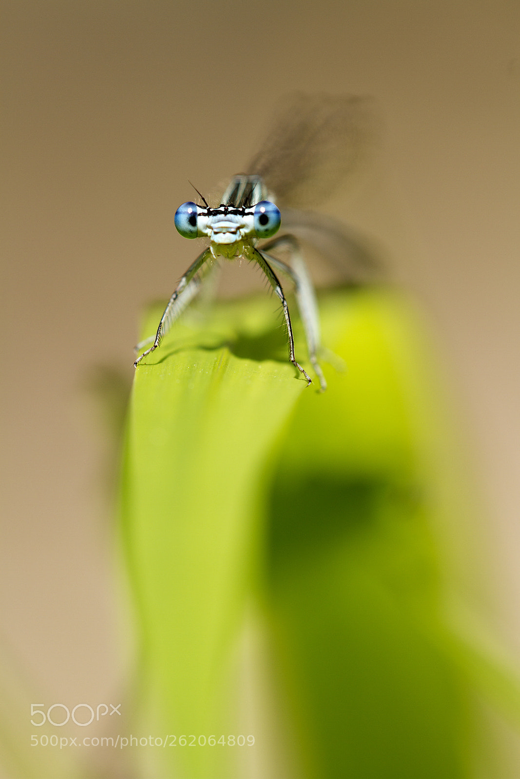 Canon EOS 7D sample photo. Les yeux bleus photography
