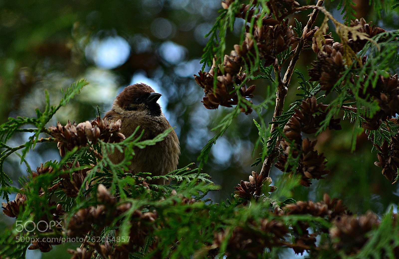 Nikon D5200 sample photo. Morning sparrow photography