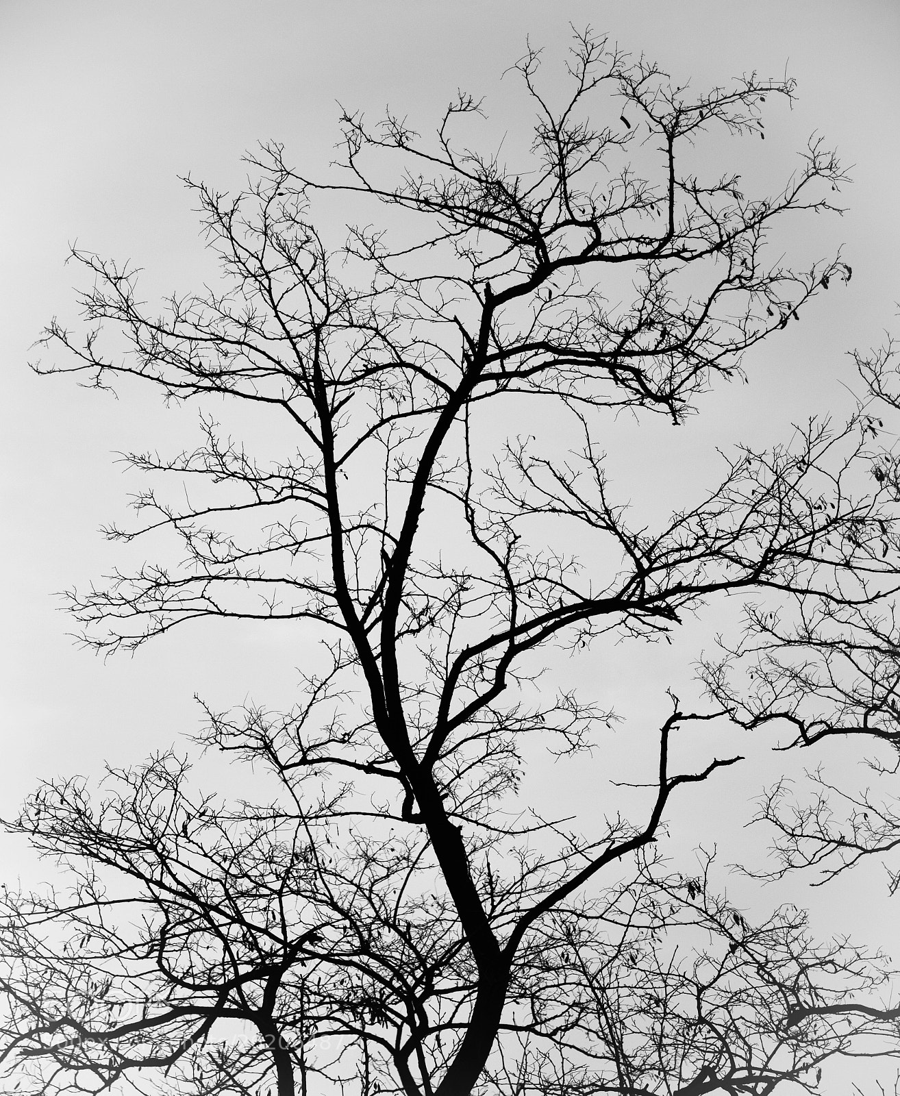 Nikon D810 sample photo. A tree photography