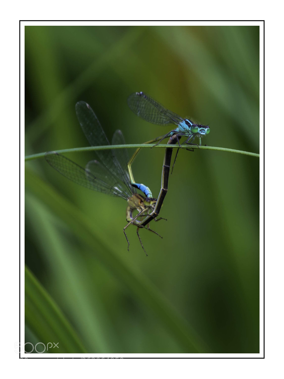 Nikon D7100 sample photo. Mating damaselfly photography