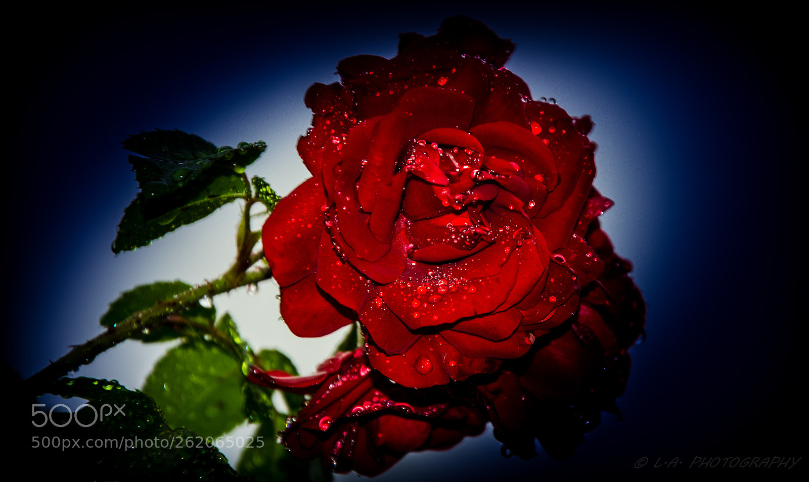 Nikon D5100 sample photo. Red rose photography