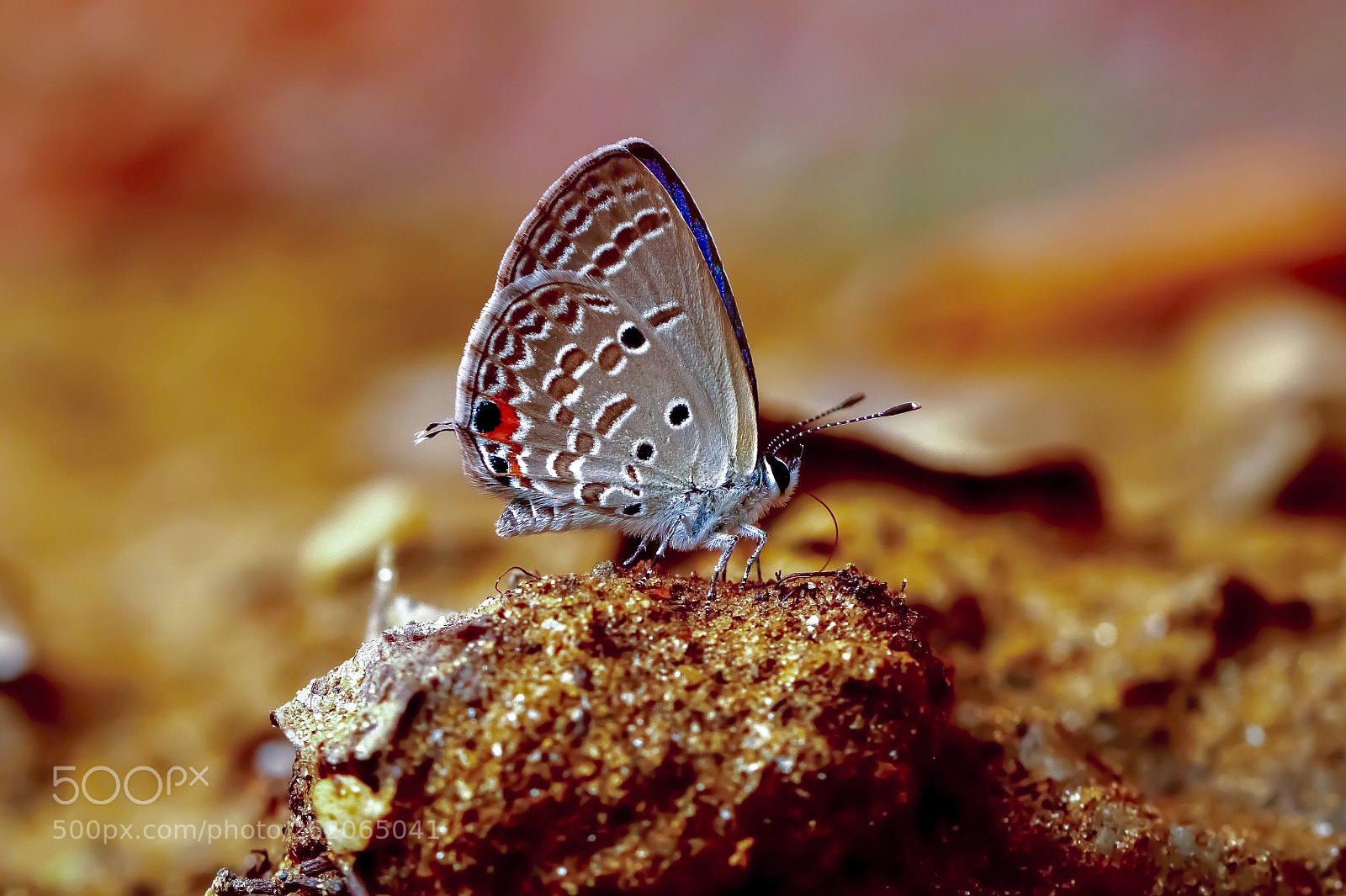 Canon EOS 80D sample photo. Flying jewel - vi photography