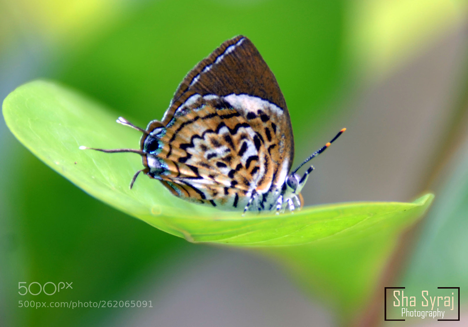 Nikon D5100 sample photo. Prince photography