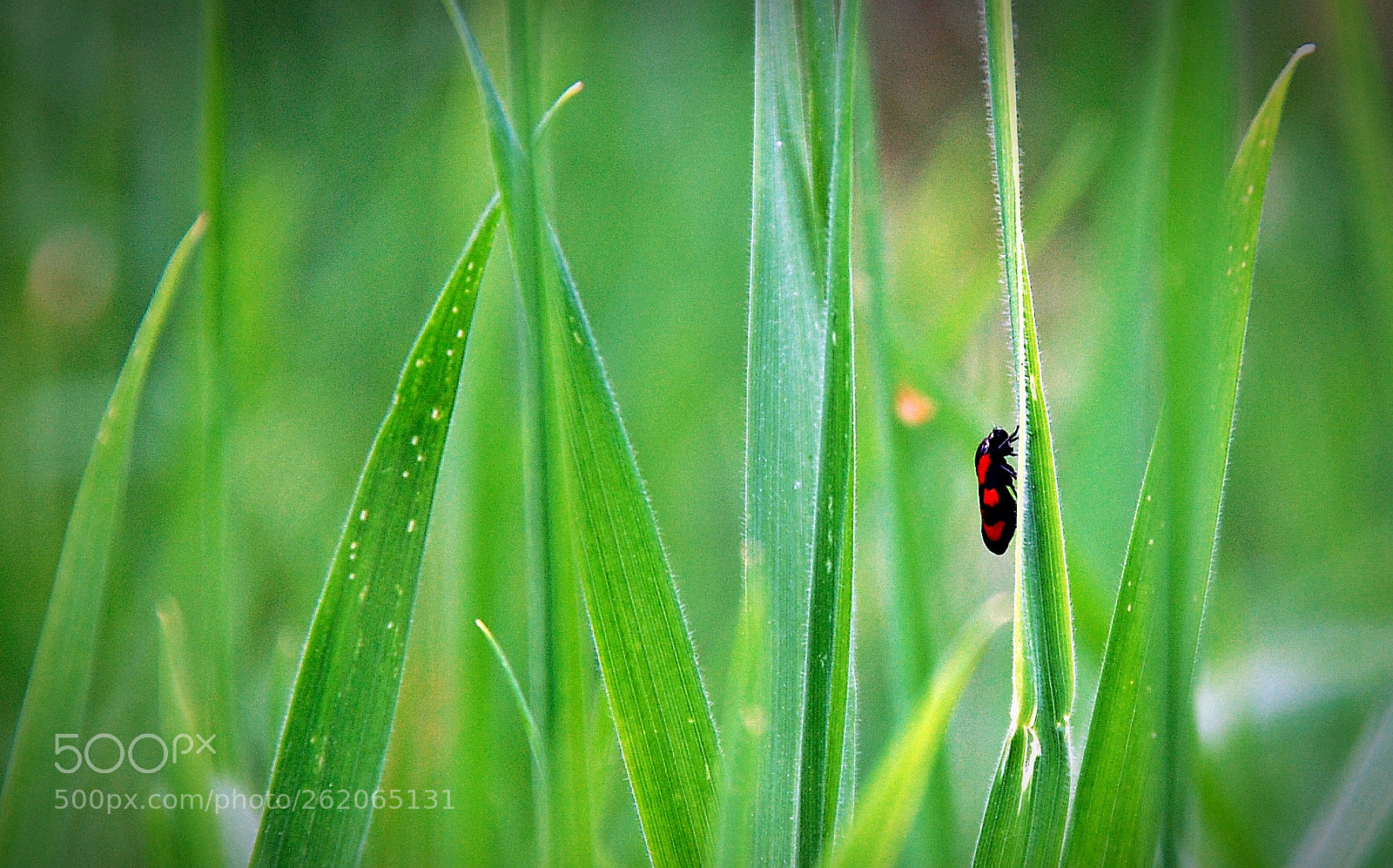 Sigma 18-125mm F3.8-5.6 DC OS HSM sample photo. Fire bug photography