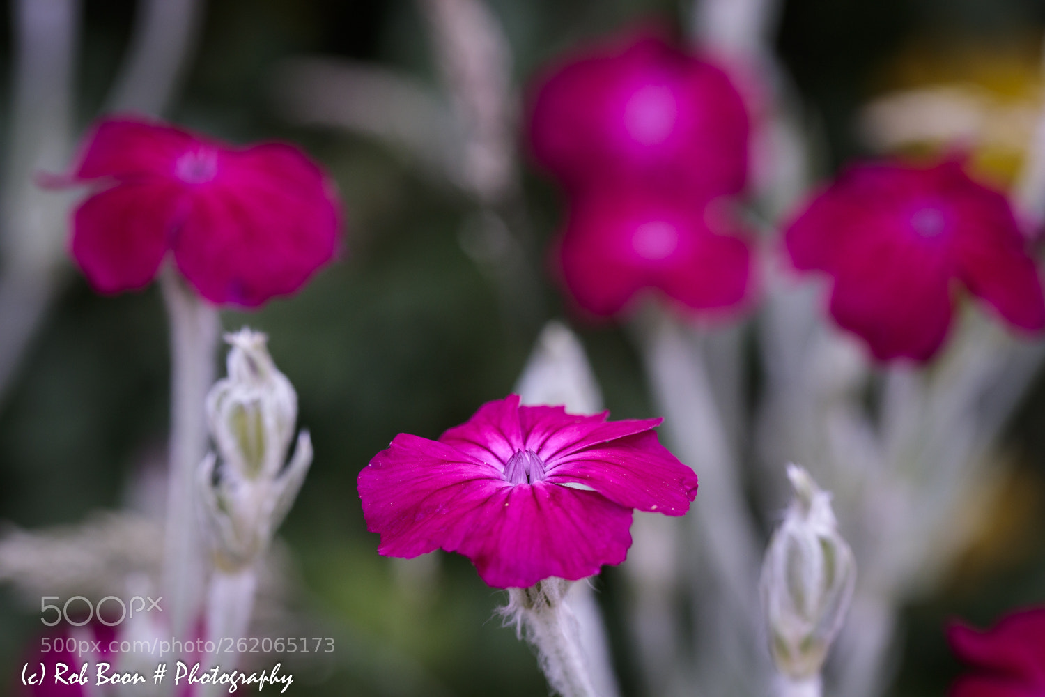 Canon EOS 5DS sample photo. Prikneus photography