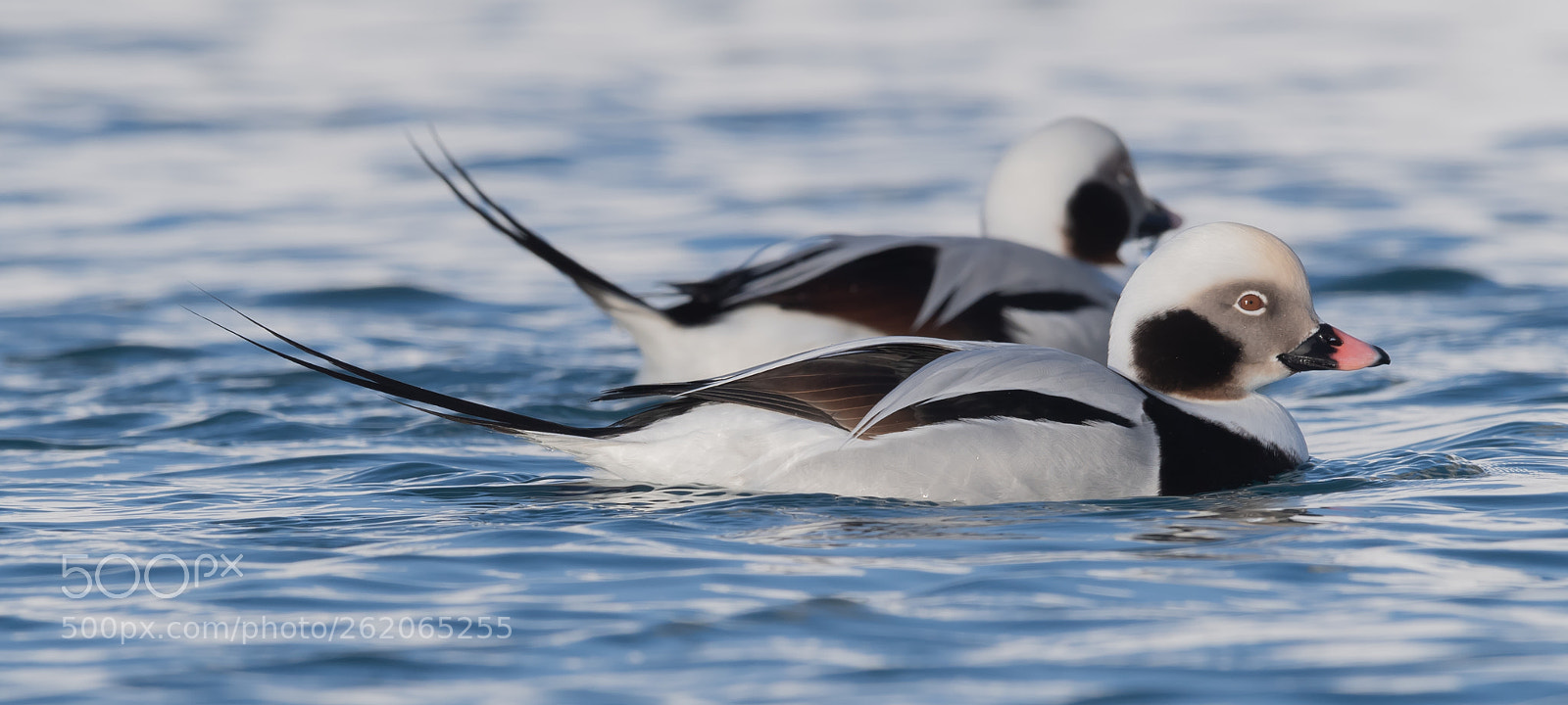 Nikon D5 sample photo. Long tailed duck photography