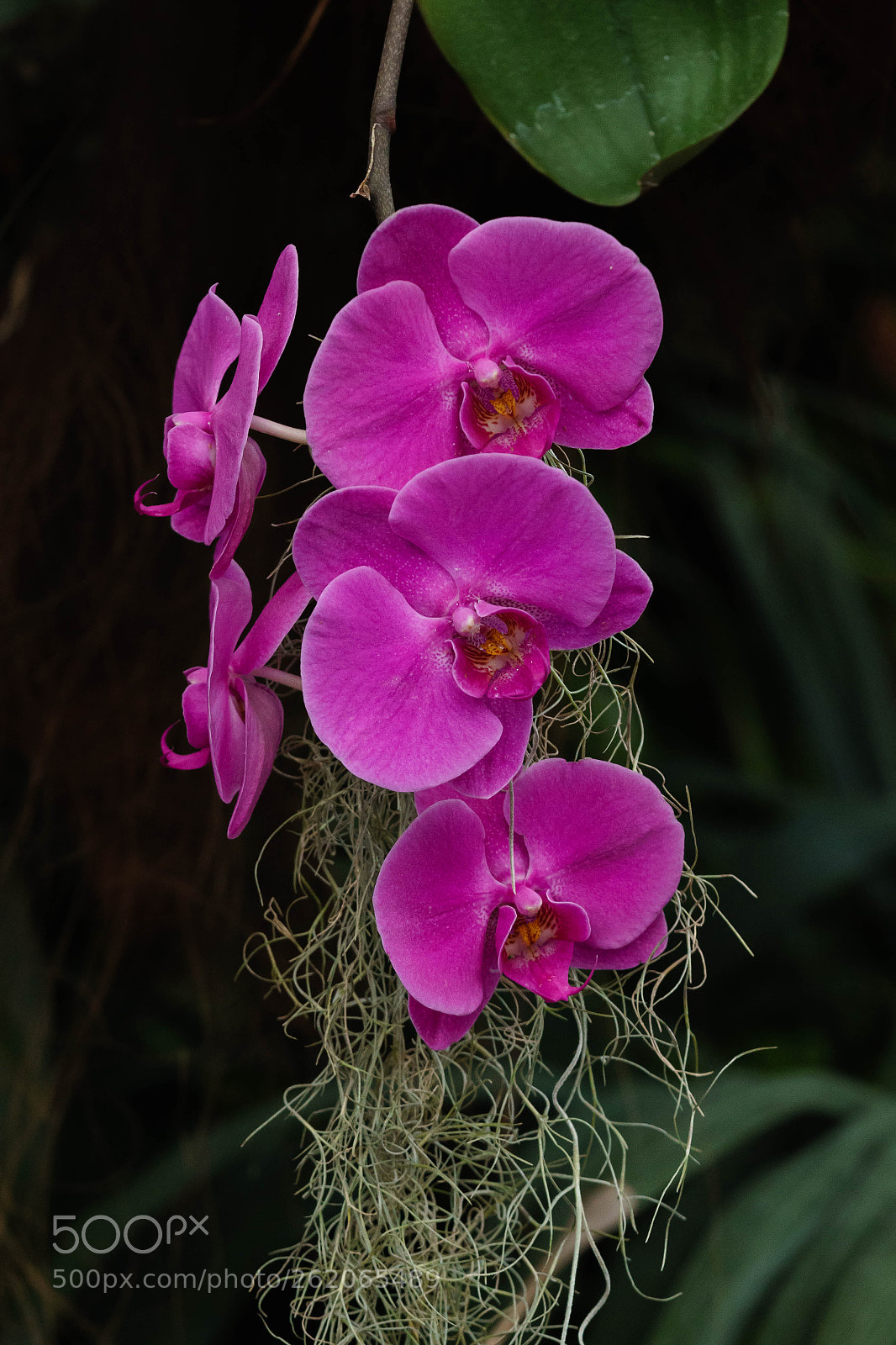 Sony a6300 sample photo. Orchids ii photography