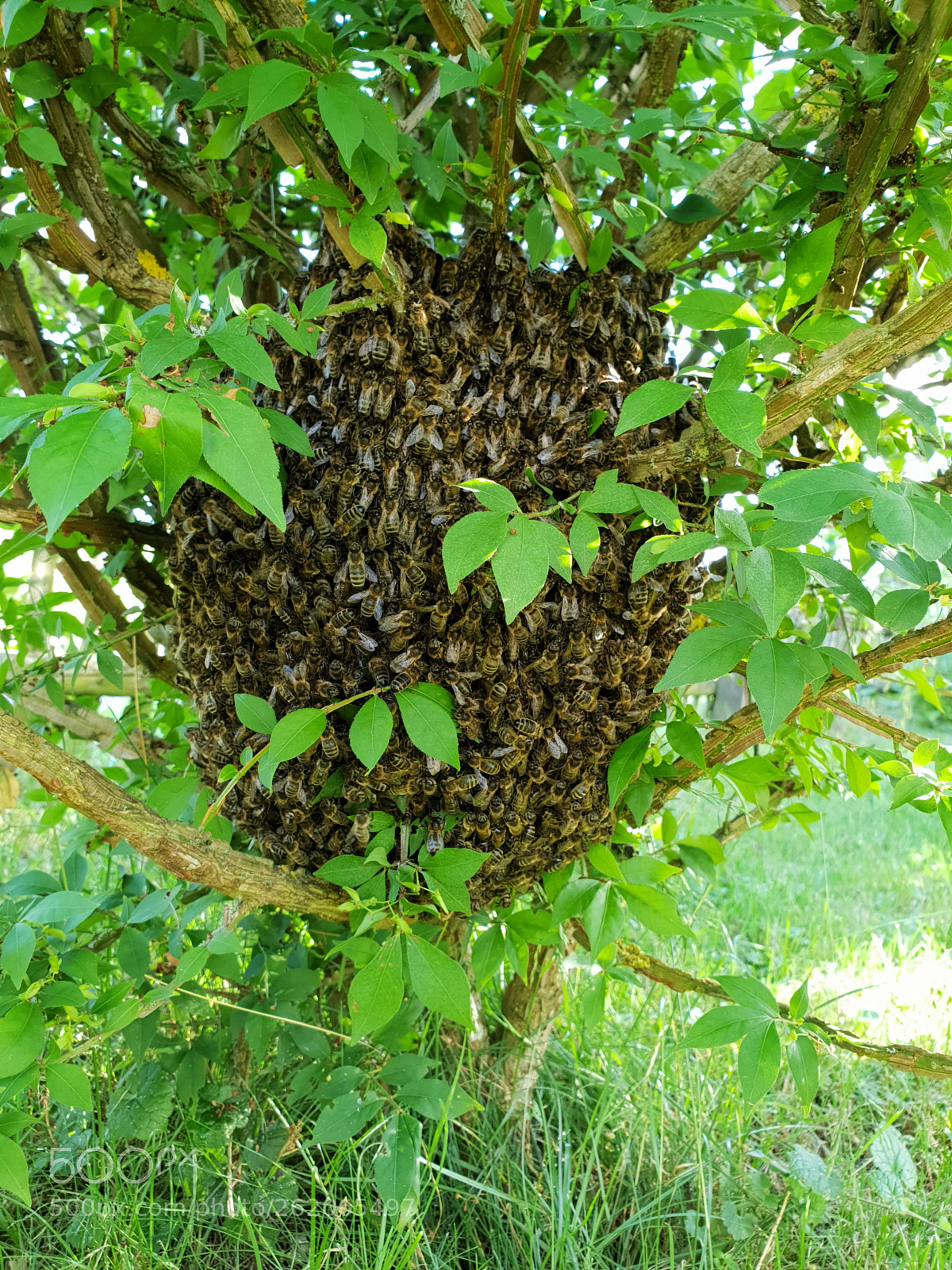 Samsung Galaxy S9 sample photo. Bienen schwarm photography