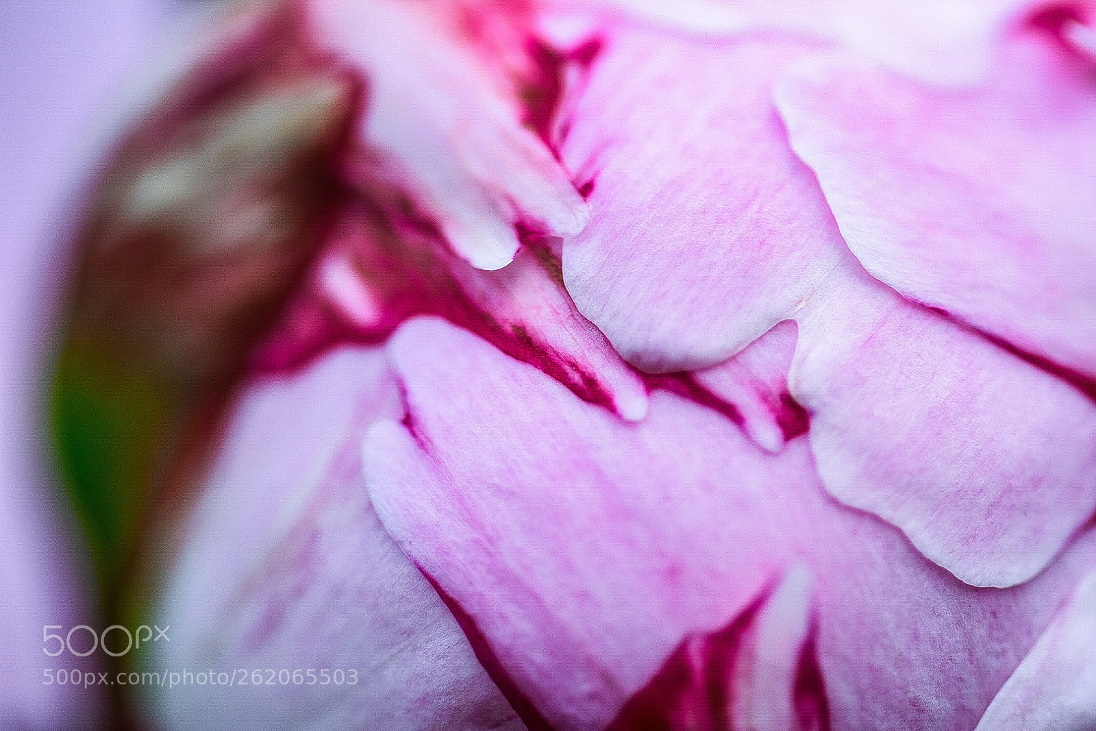 Nikon D7200 sample photo. Pfingsrosen photography