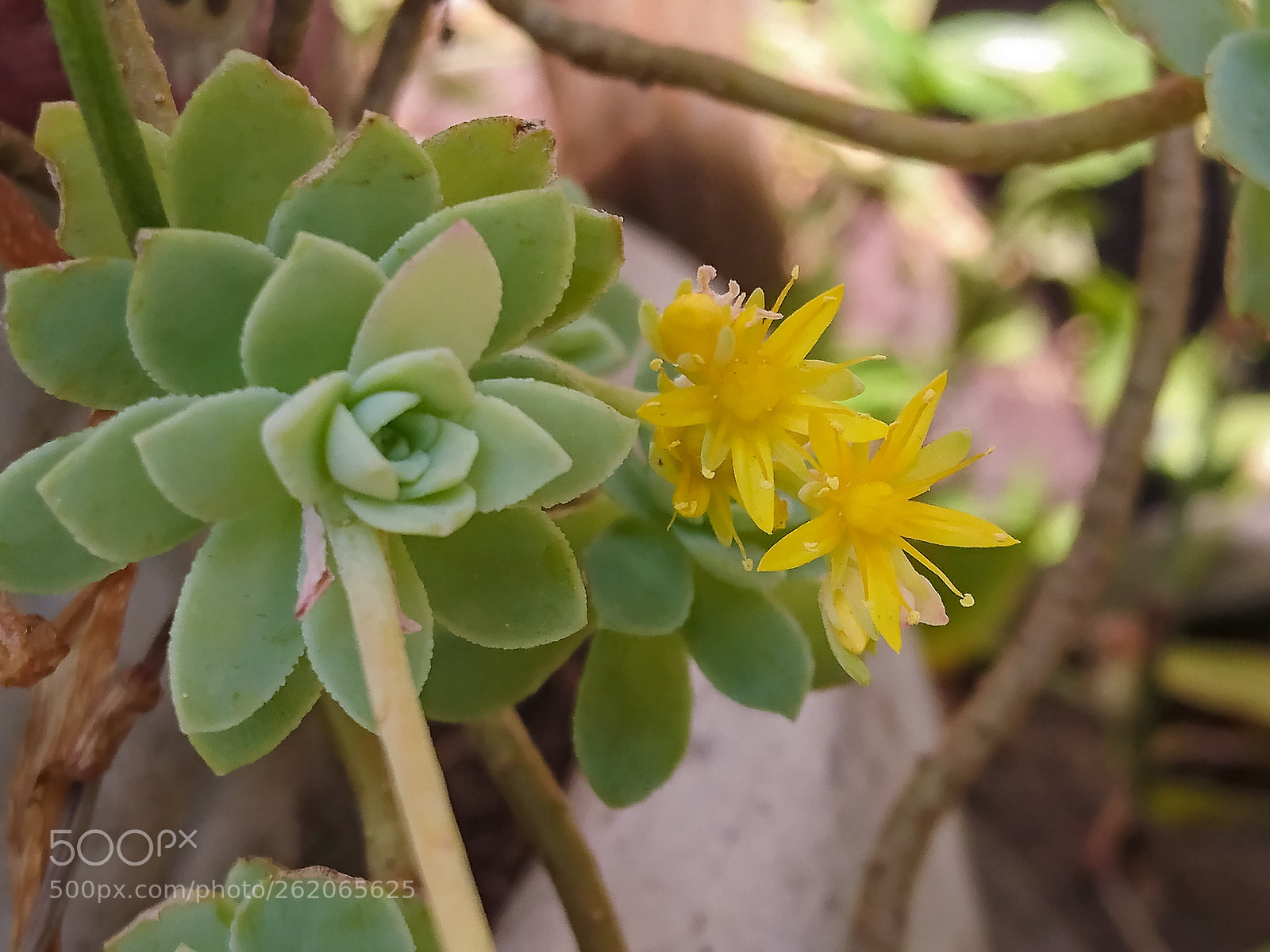 Sony Xperia Z5 sample photo. Little tiny stars photography