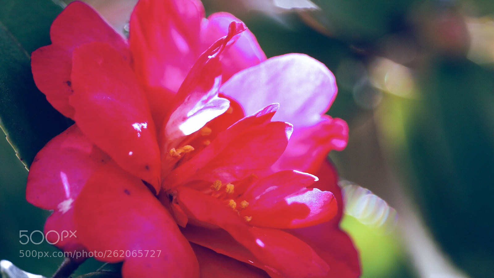 Canon EOS 760D (EOS Rebel T6s / EOS 8000D) sample photo. Flower in my garden photography