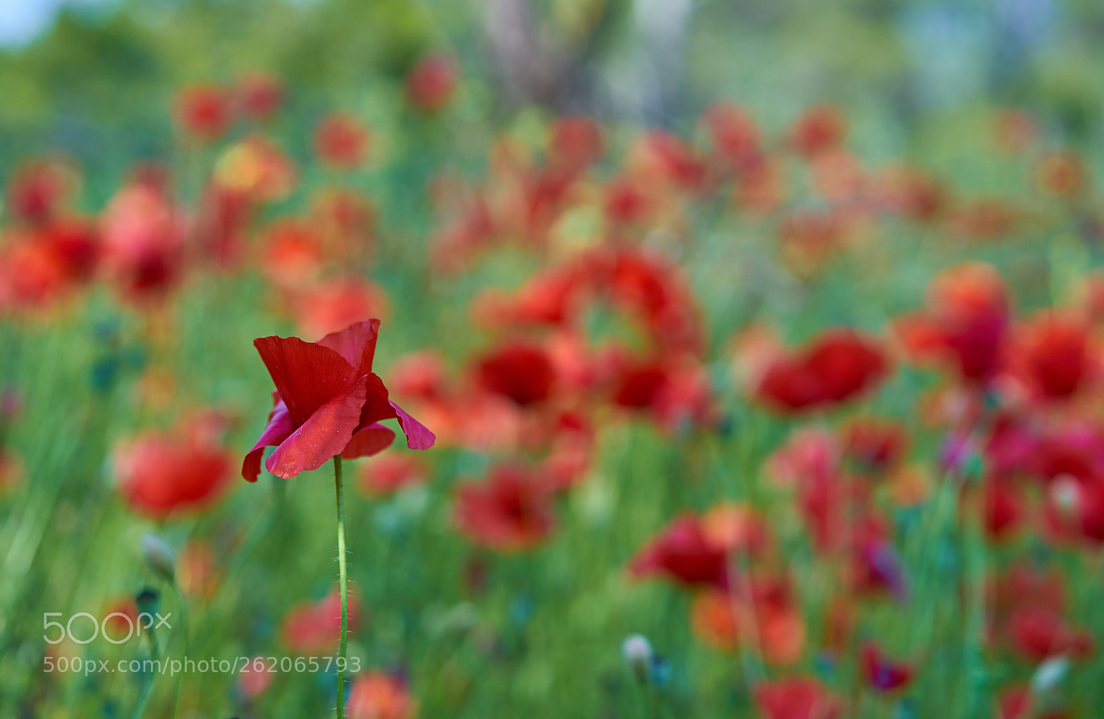 Sony a7R II sample photo. Poppies photography