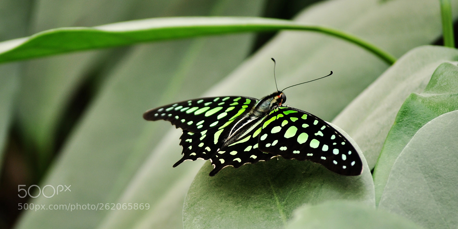 Nikon D5000 sample photo. Neon photography