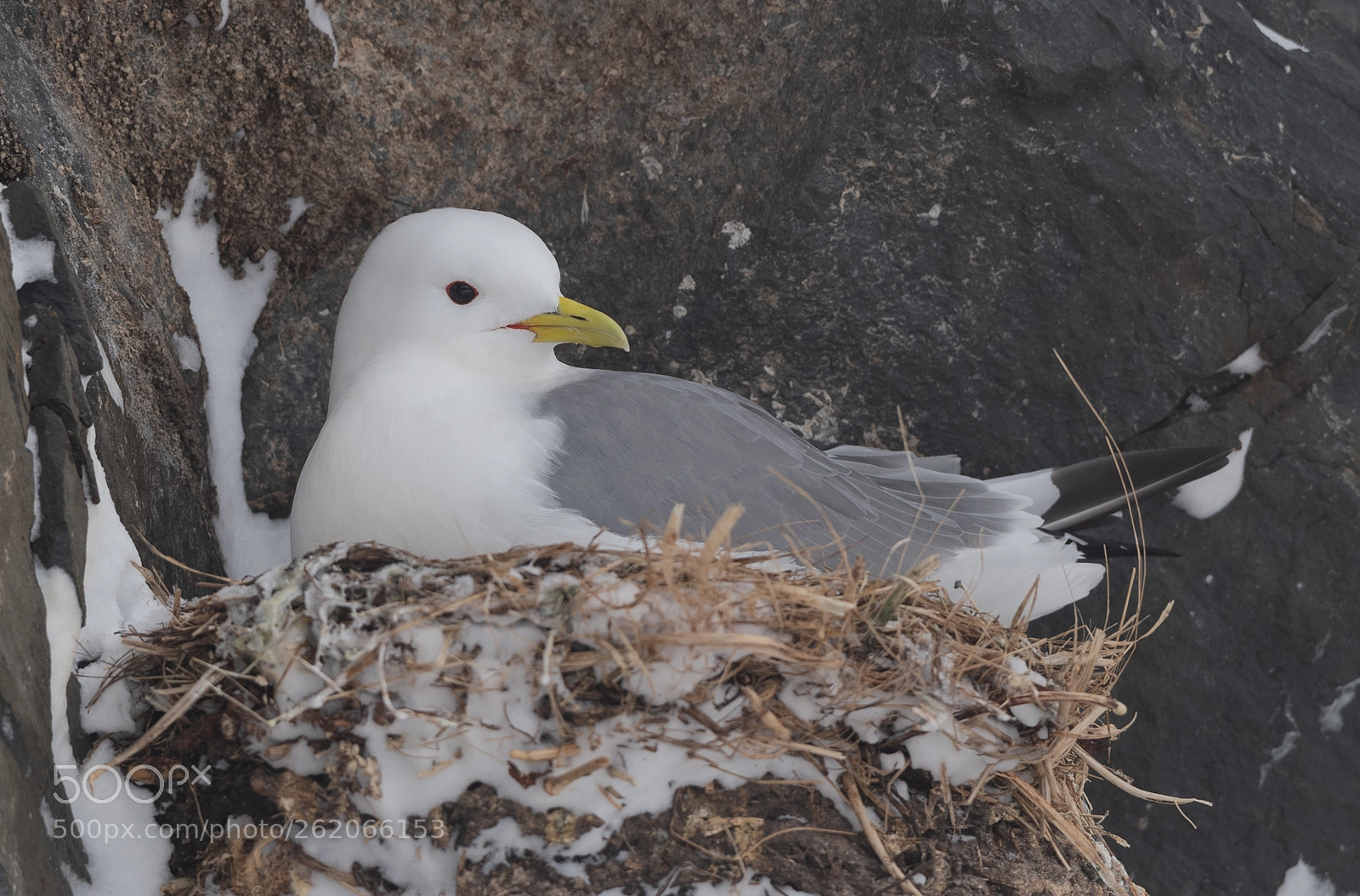Nikon D5 sample photo. Kittiwake in hornoya photography