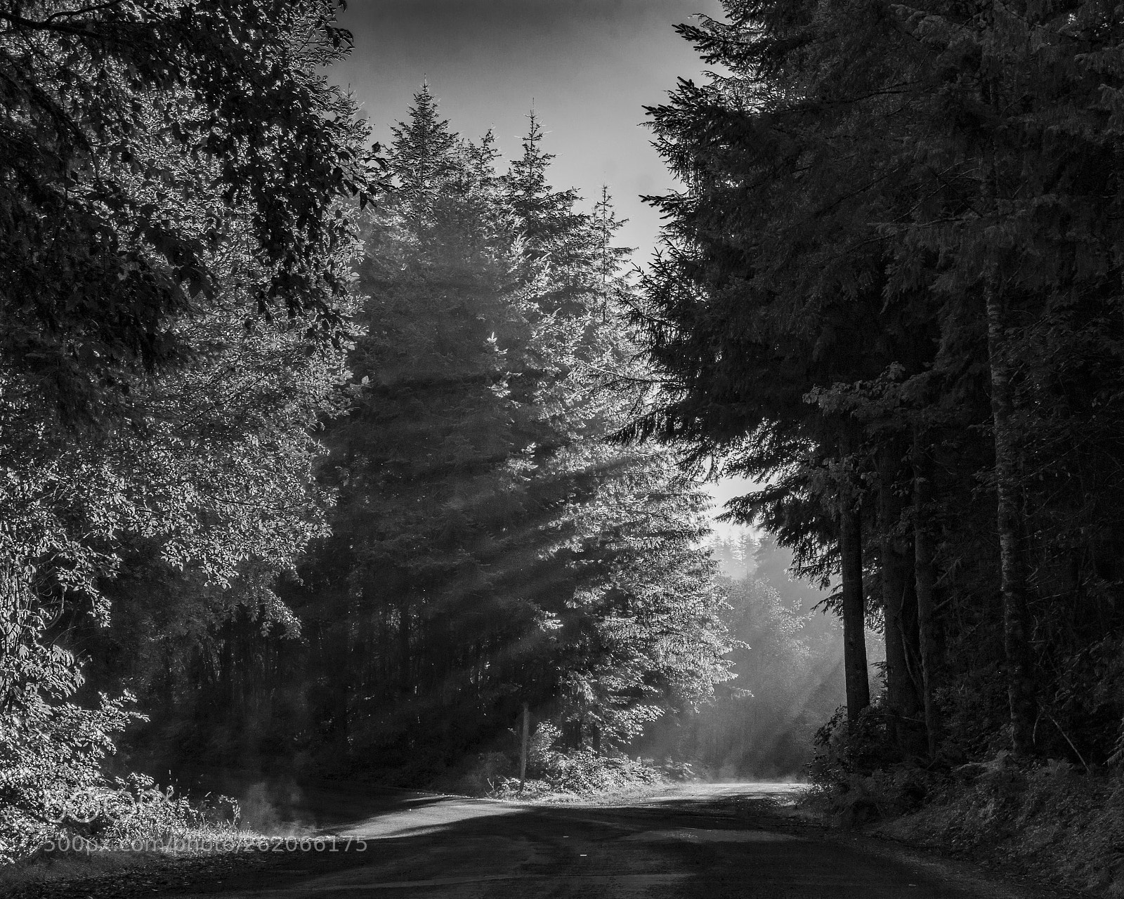 Nikon D7200 sample photo. The road home photography
