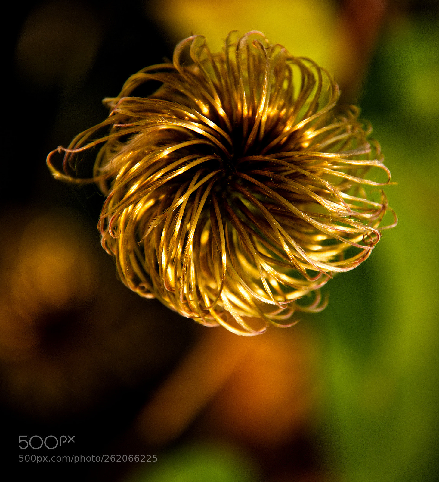 Nikon D7200 sample photo. Bald clematis photography
