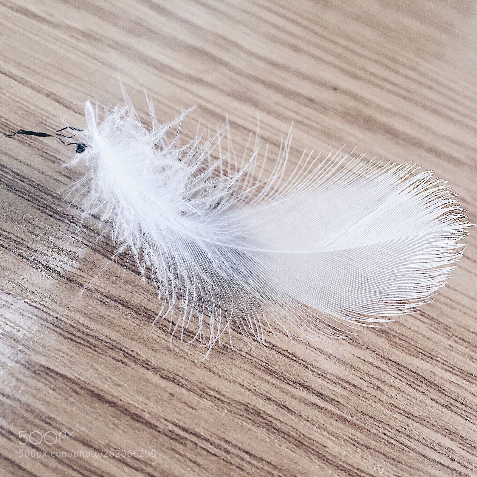 Apple iPhone 6 sample photo. Feathered friend  photography