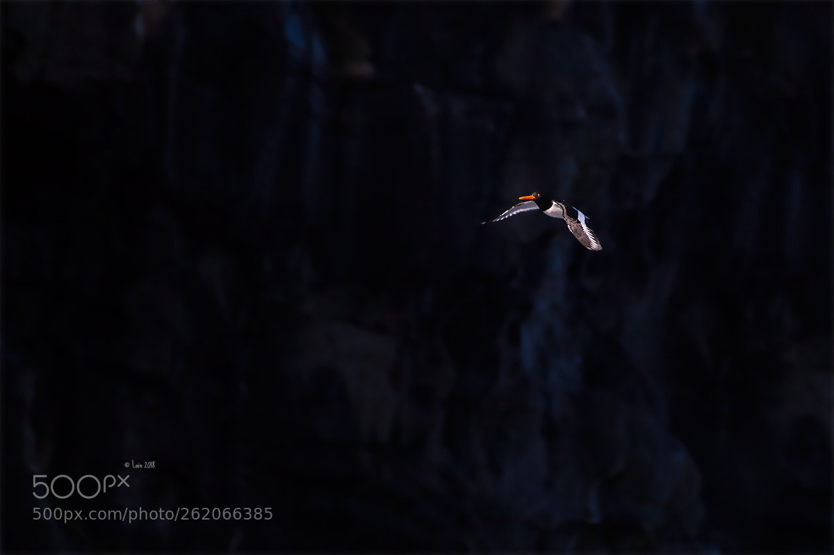 Canon EOS 5D Mark II sample photo. Austernfischer photography