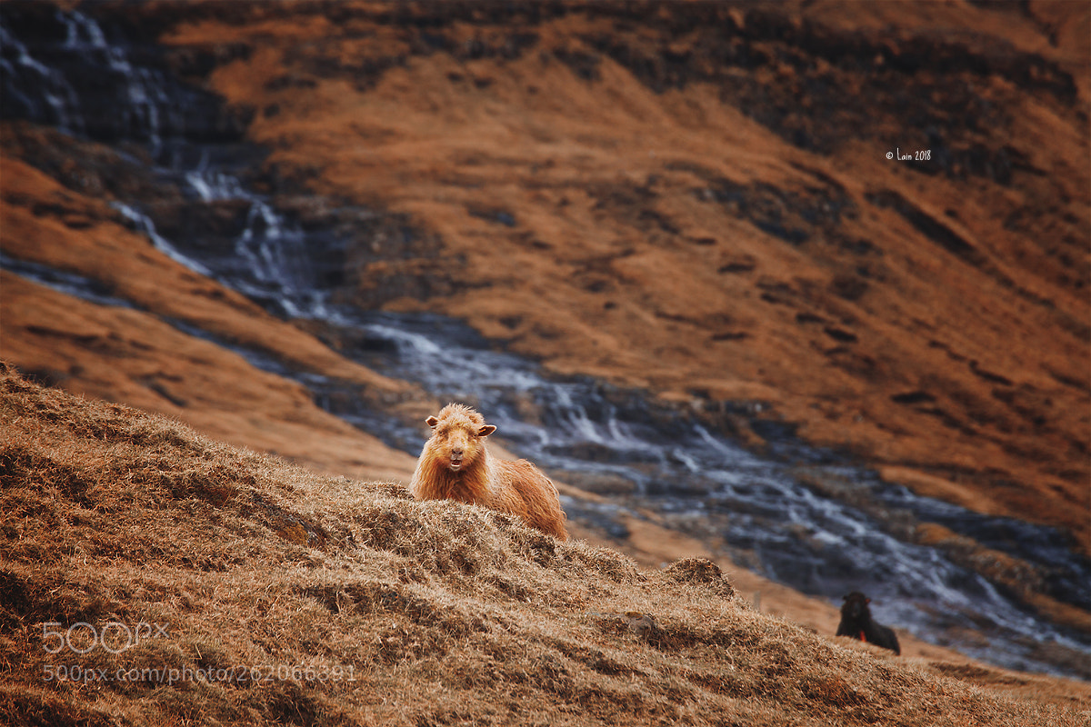 Canon EOS 5D Mark II sample photo. Sheep photography
