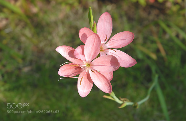 Nikon D200 sample photo. Nd photography