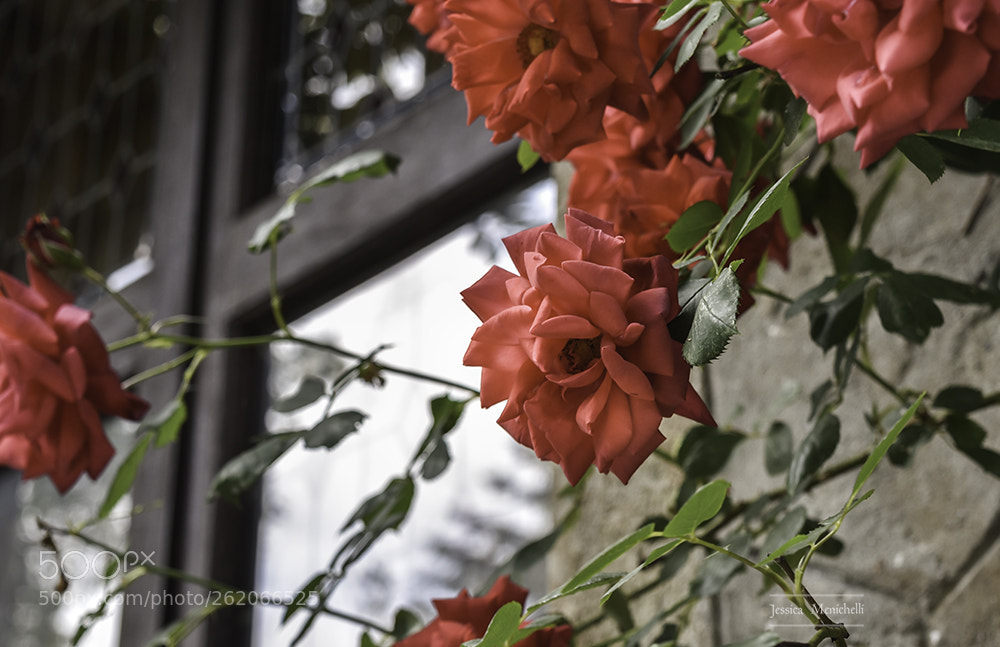 Nikon D5500 sample photo. Flowers on the wall photography