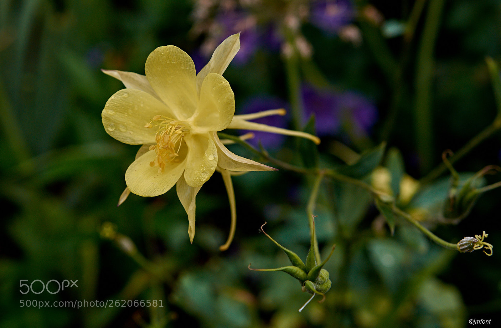 Nikon D7200 sample photo. Aquilegia chrysantha photography