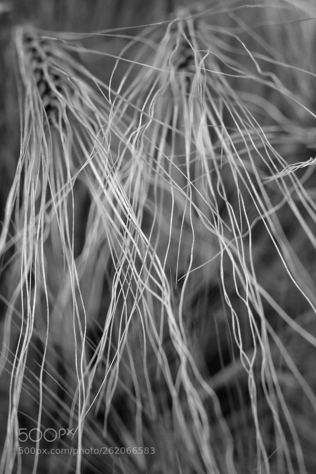 Fujifilm X70 sample photo. Interlaced love photography