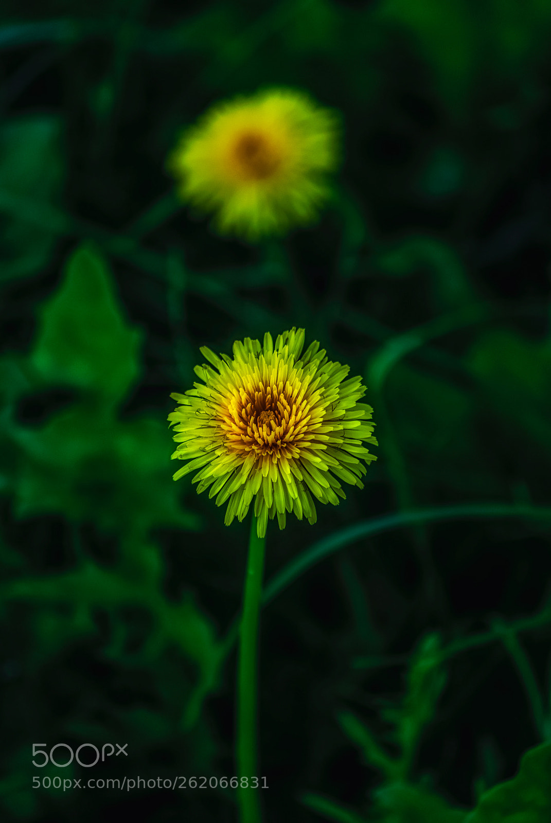 Nikon D60 sample photo. Yellow and green photography