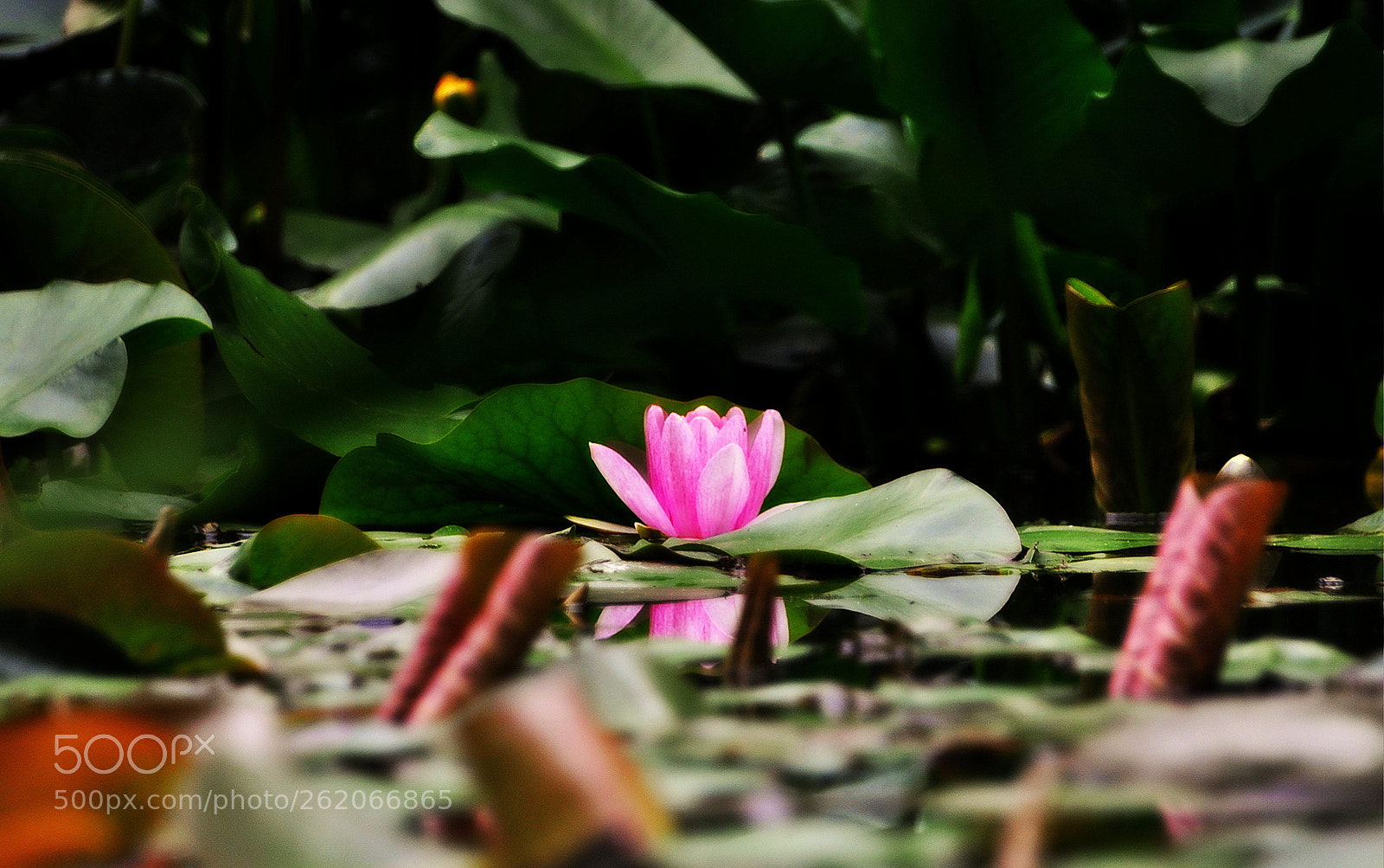 Nikon D5000 + Sigma 18-250mm F3.5-6.3 DC Macro OS HSM sample photo. A lily on water photography