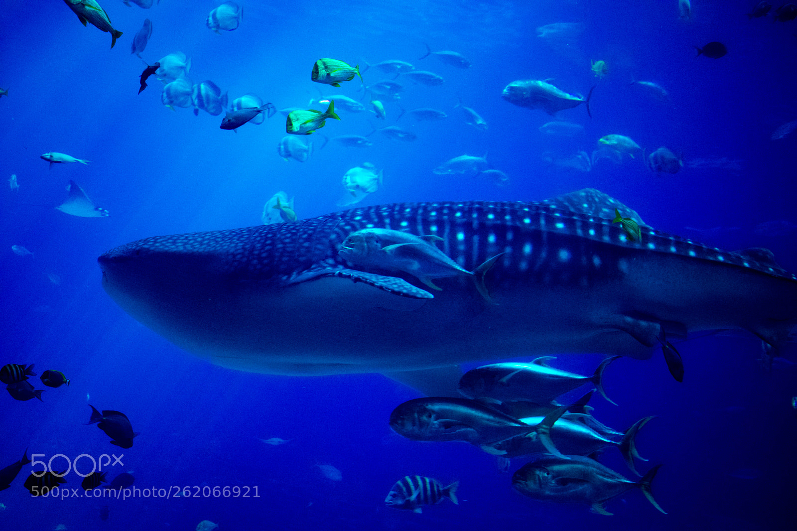 Nikon D3400 sample photo. Georgia aquarium photography