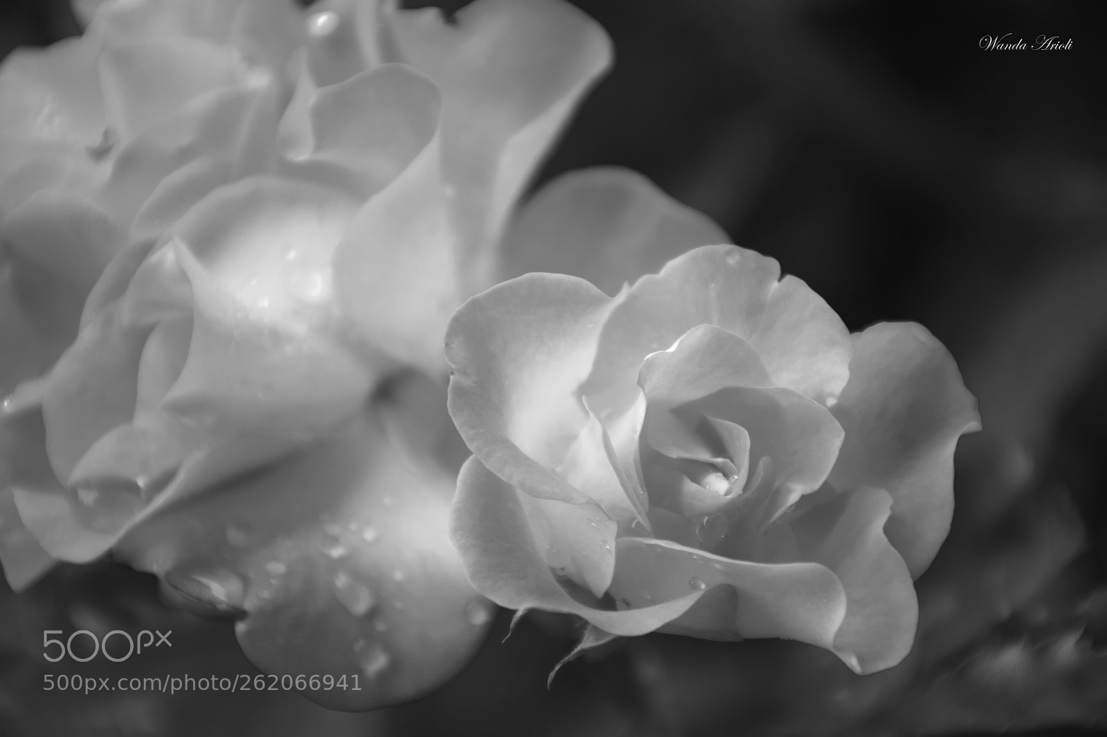 Nikon D5300 sample photo. Untitled photography