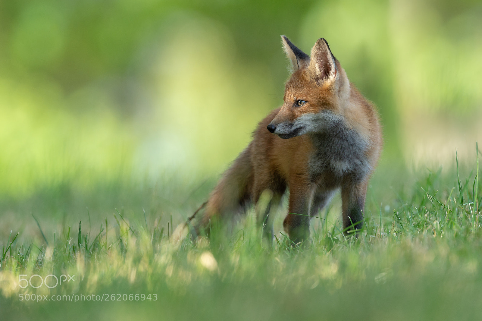 Nikon D4S sample photo. Young red fox photography