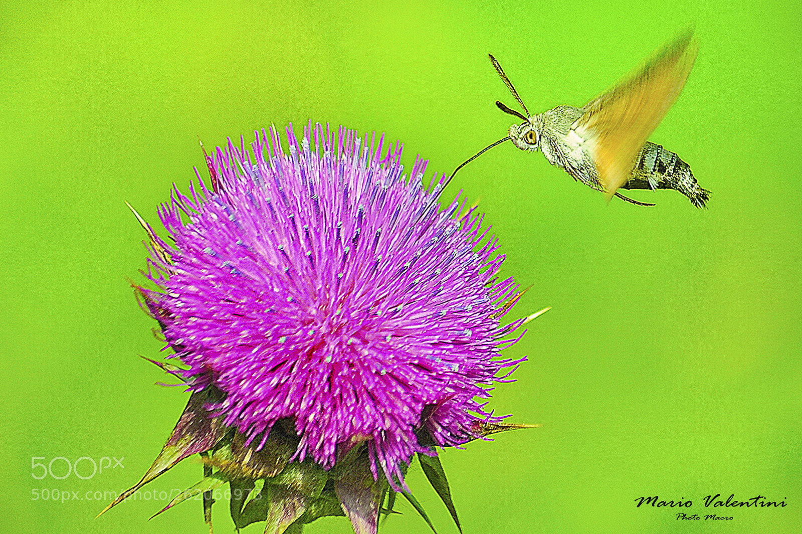 Nikon D700 sample photo. Macroglossum stellatarum italy. photography
